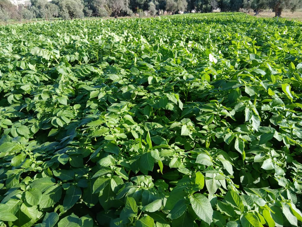 حقل بطاطس